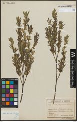 Foto von Salix purpurea L.
